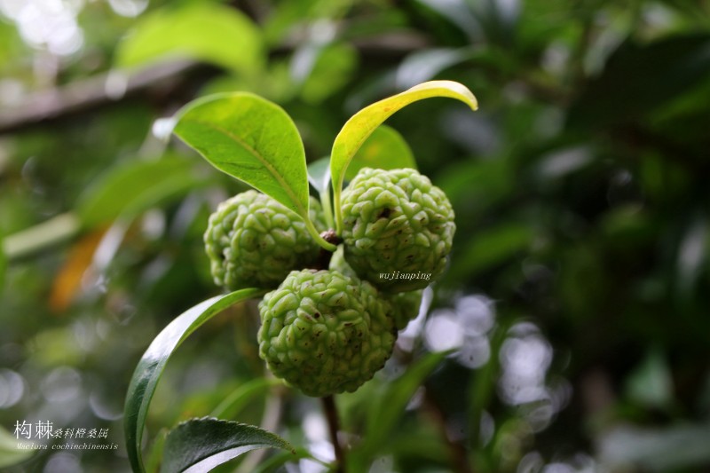 海边植物_158701