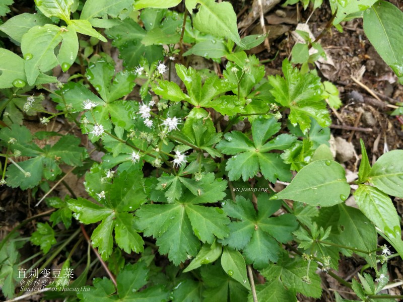 直刺变豆菜