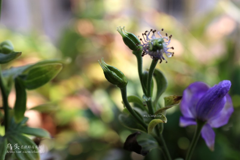 海岛植物_283532