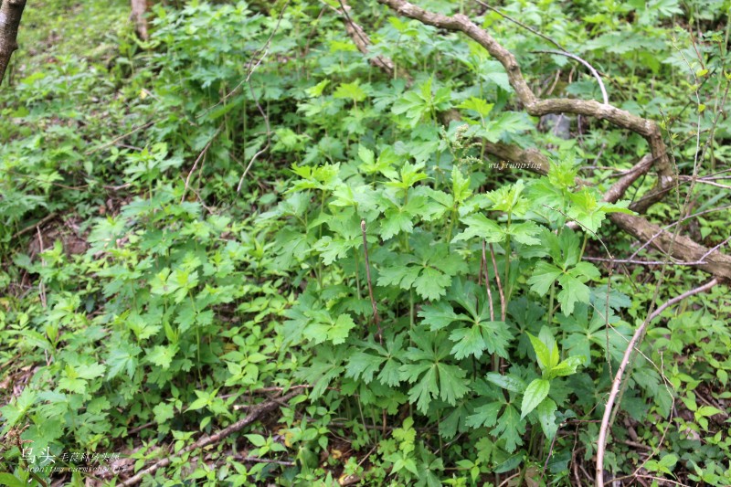 山地植物_128432