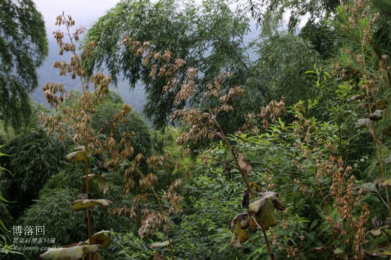 海边植物_273155