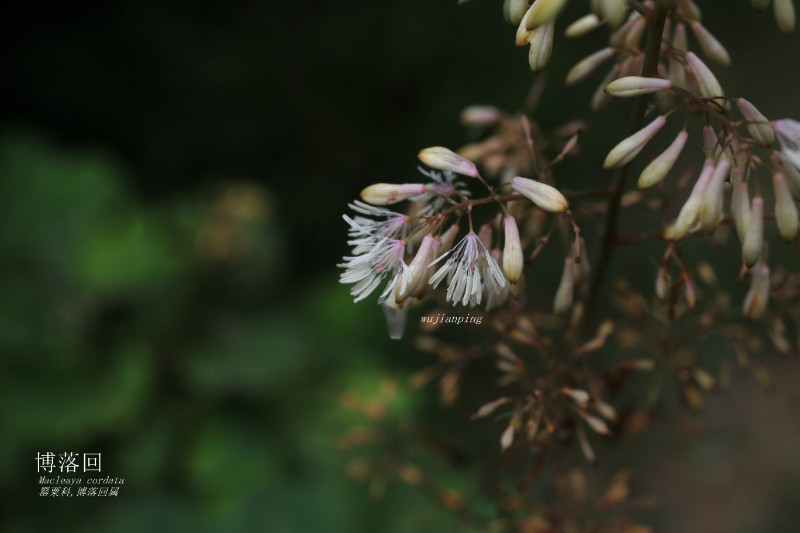 海边植物_272653