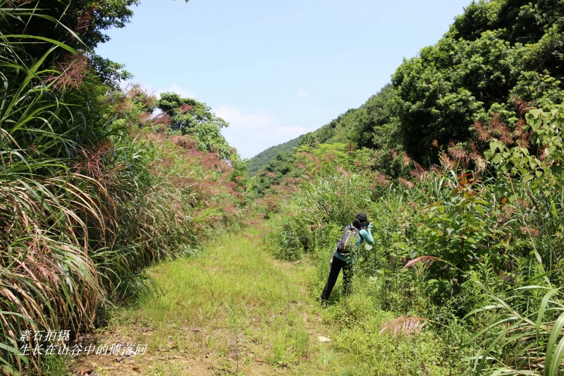 山地植物_142255