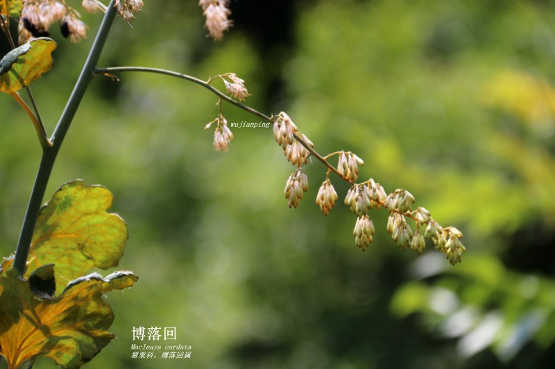 山地植物_142251