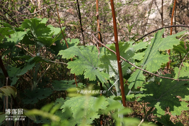 海边植物_252905