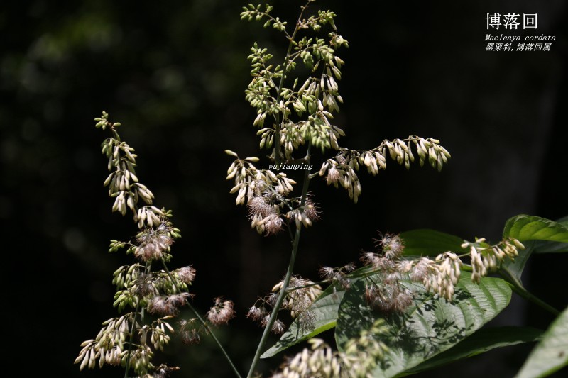 山地植物_142219