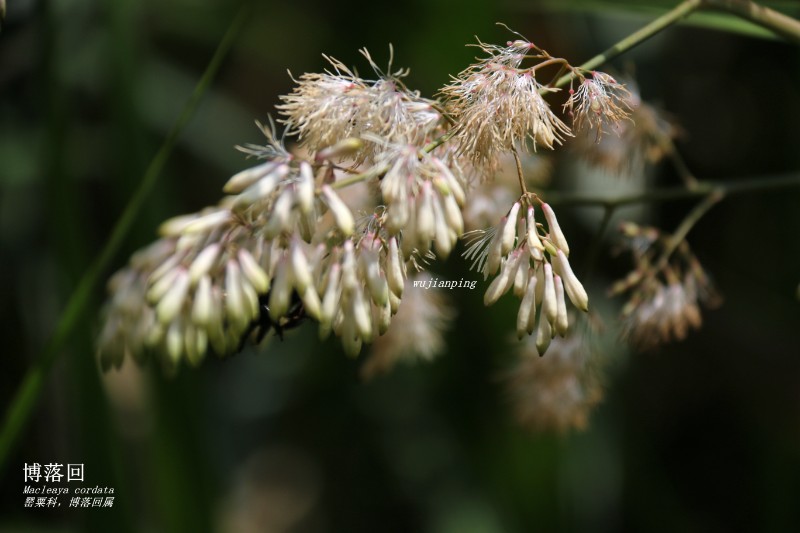 山地植物_142262