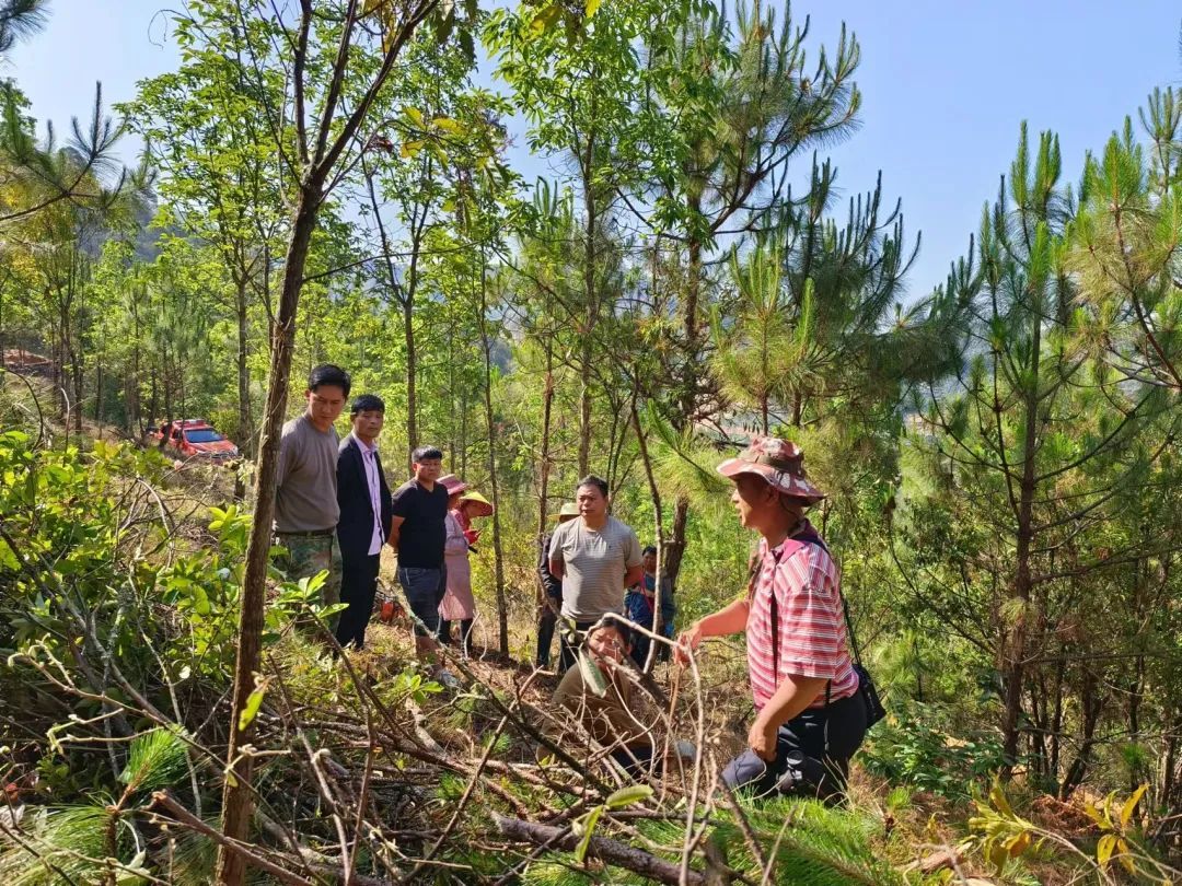 昌宁县鸡飞林场2024年度森林抚育项目全面开工建设 - 关注森林