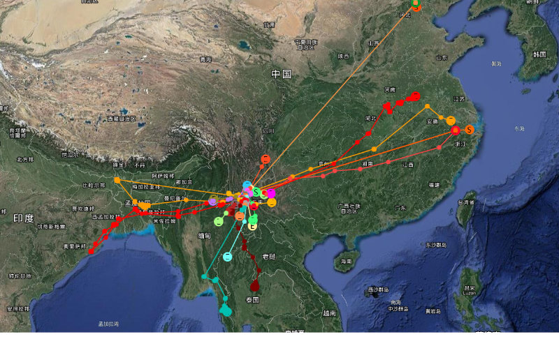 在凤凰山安装卫星跟踪器后放飞的候鸟迁徙路线图(时国彩摄）