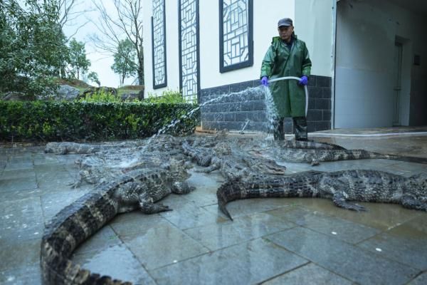 安徽宣城：扬子鳄迎来大规模冬季“搬家”