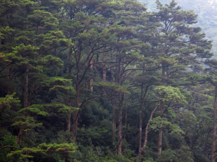 江西武夷山国家级保护区内的南方铁杉(tsugachinensis)古树群.