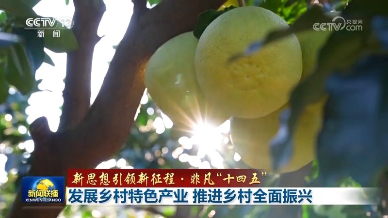 【新思想引领新征程 非凡“十四五”】发展乡村特色产业 推进乡村全面振兴 - 关注森林