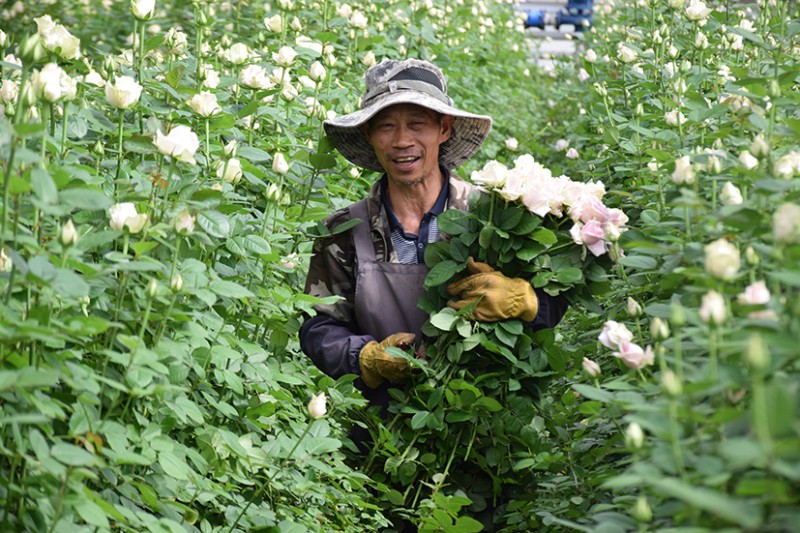 村民们在锦海花卉上班。