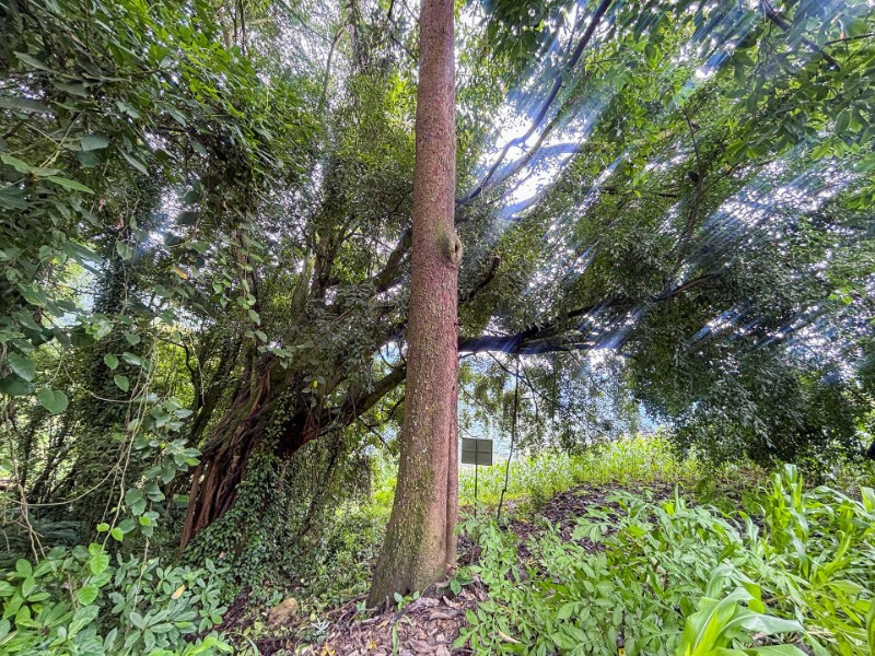野生贡山波罗蜜植株