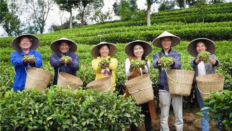 勐海县融媒体中心 供图