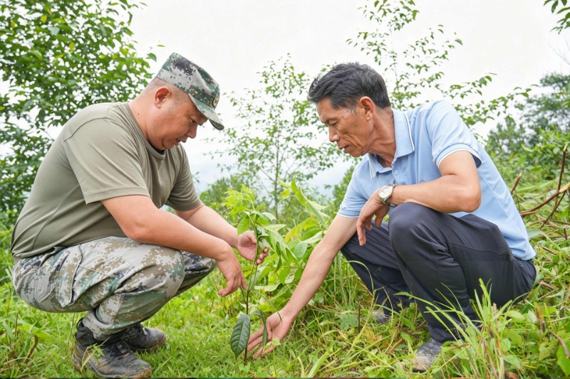 密新文（图右）查看植株情况
