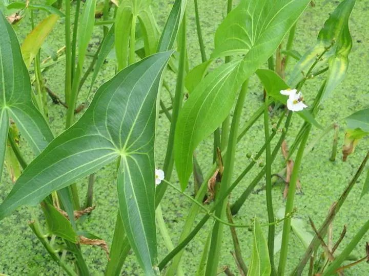 一竞技入口35种常见水生植物难以抗拒的柔和水美(图11)