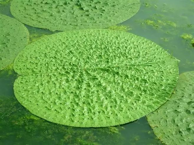 一竞技入口35种常见水生植物难以抗拒的柔和水美(图17)