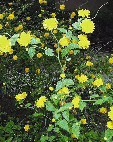 必赢网址70种最常见的乡土植物你怎能不认识？(图37)