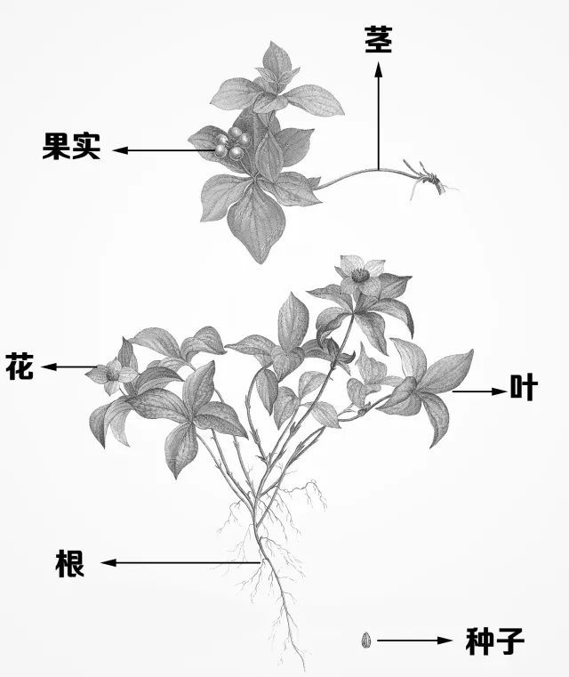 什么是美嘉体育平台植物？(图2)