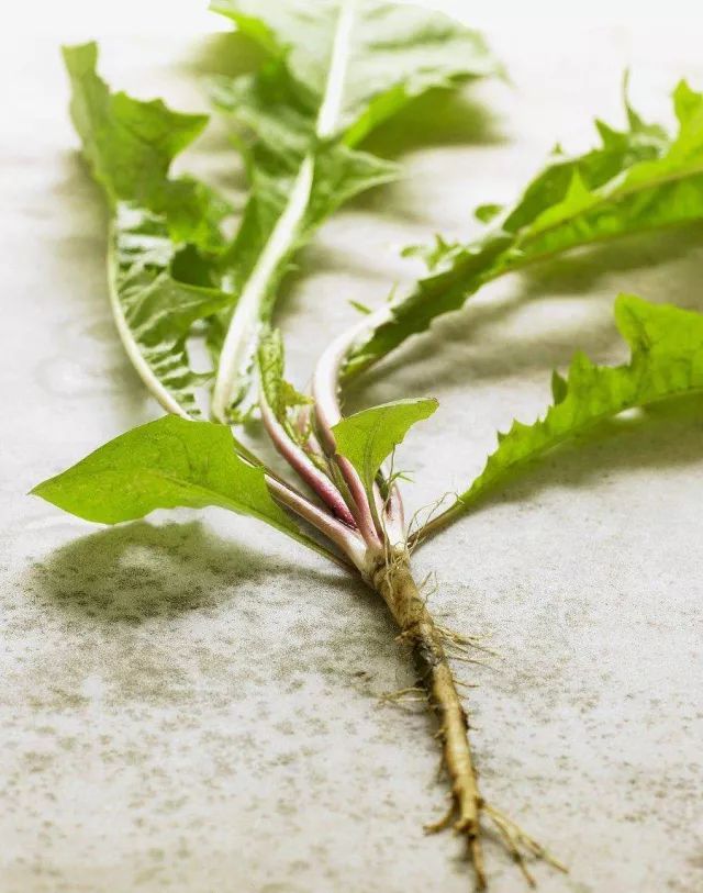 什么是美嘉体育平台植物？(图4)