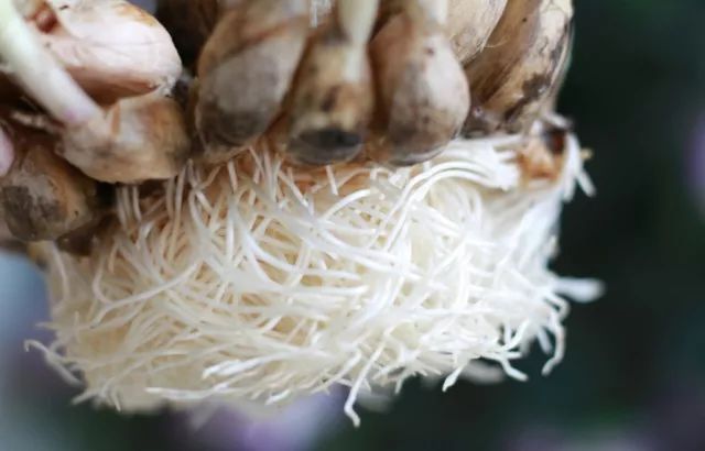 什么是美嘉体育平台植物？(图5)