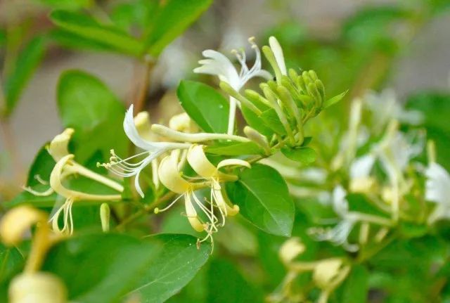 什么是美嘉体育平台植物？(图8)