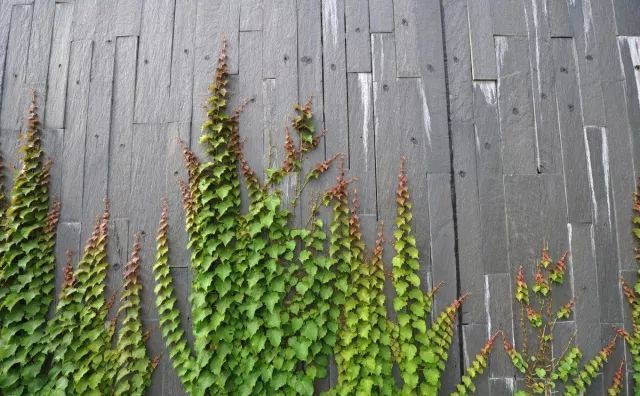 什么是美嘉体育平台植物？(图9)