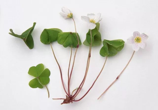 什么是美嘉体育平台植物？(图10)