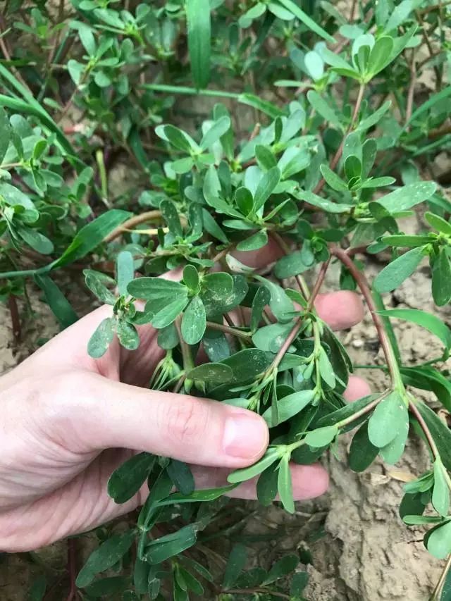 什么是美嘉体育平台植物？(图11)