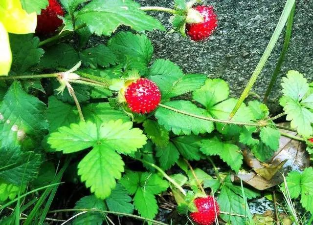什么是美嘉体育平台植物？(图13)