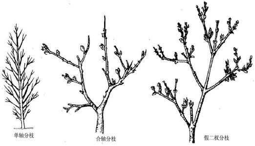 什么是美嘉体育平台植物？(图14)