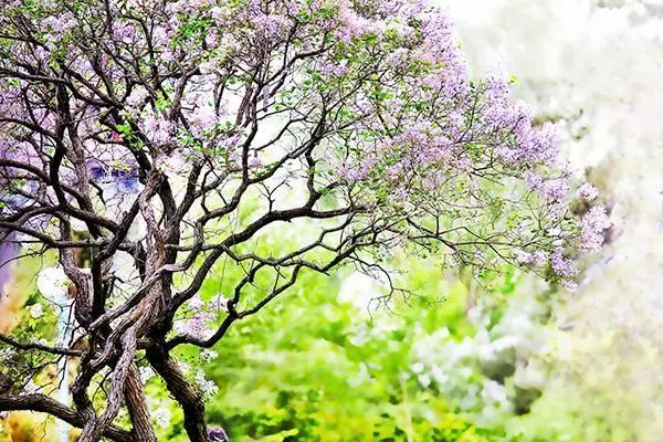 什么是美嘉体育平台植物？(图18)