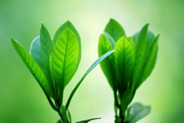 什么是美嘉体育平台植物？(图19)
