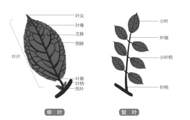 什么是美嘉体育平台植物？(图20)