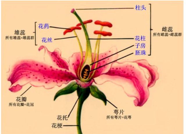 什么是美嘉体育平台植物？(图23)