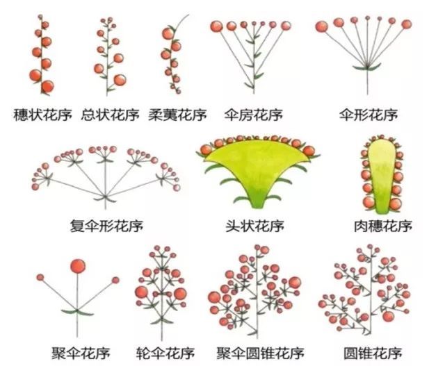 什么是美嘉体育平台植物？(图24)