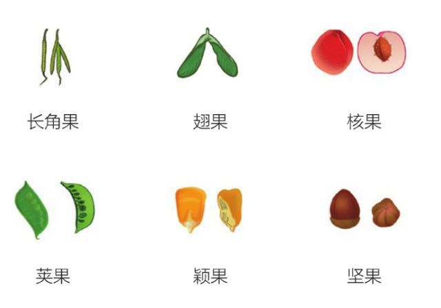 什么是美嘉体育平台植物？(图25)