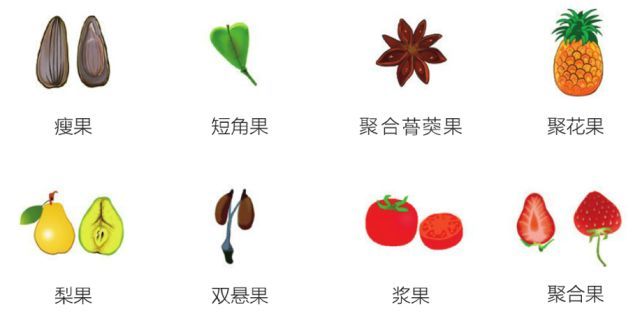 什么是美嘉体育平台植物？(图26)