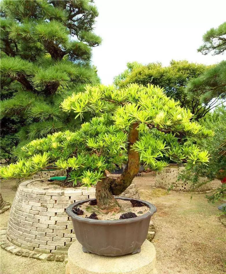 什么是美嘉体育平台植物？(图28)