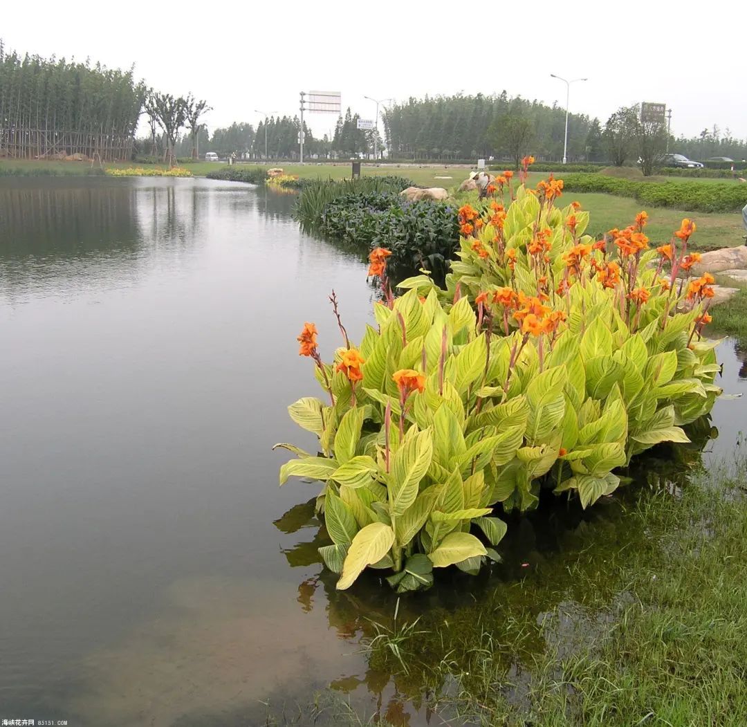 游览国家植物园——88.认识植物:美人蕉类 - 关注森林
