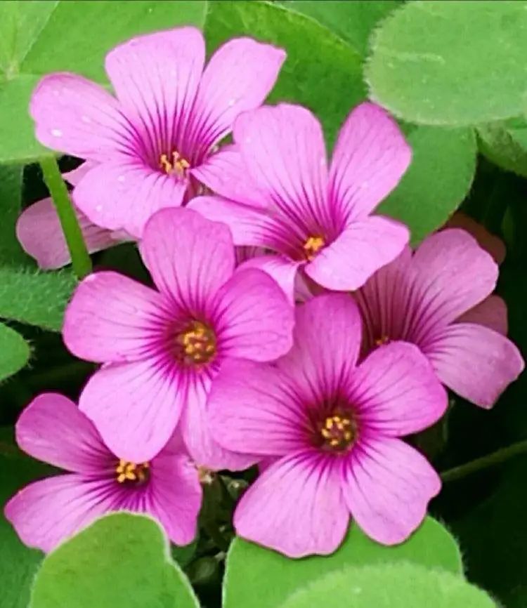 游览国家植物园——认识植物:红花酢浆草 - 关注森林