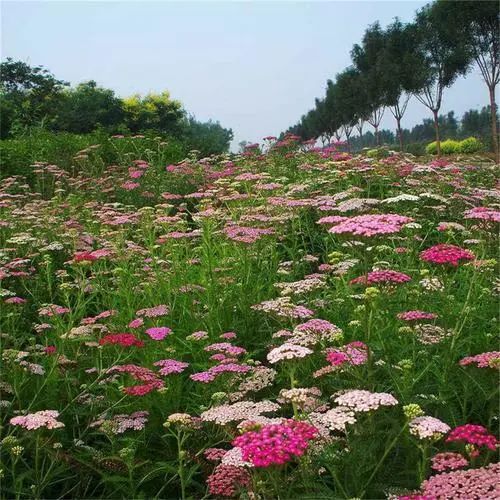 游览国家植物园——认识植物：千叶蓍 - 关注森林