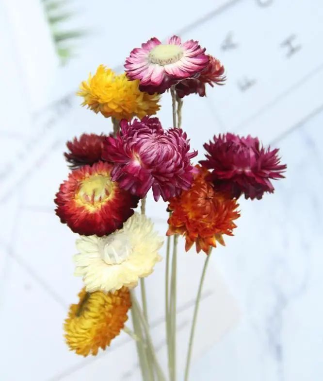 游览国家植物园——认识植物:麦秆菊 - 关注森林