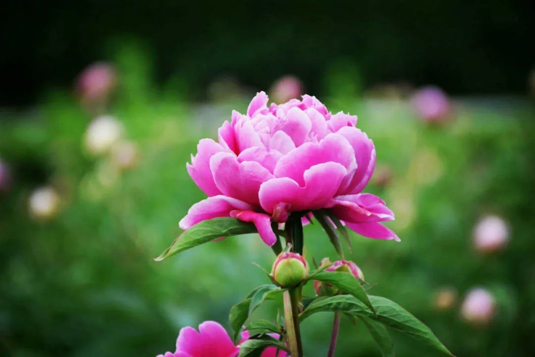 游览国家植物园——认识植物:芍药 - 关注森林