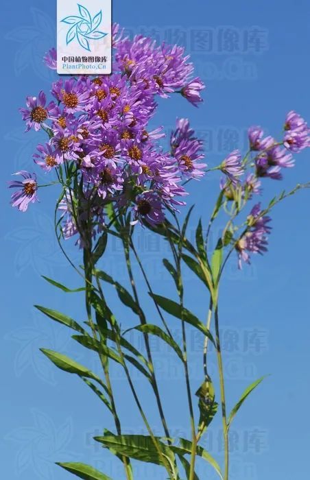 游览国家植物园——58.认识植物：紫菀 - 关注森林