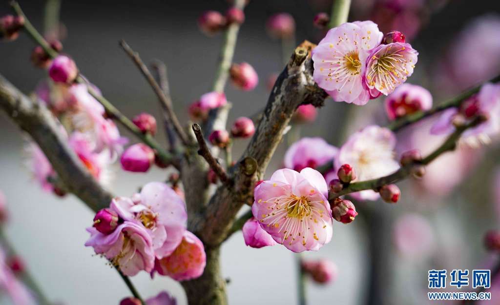 梅花与山茶花绽放昆明街头