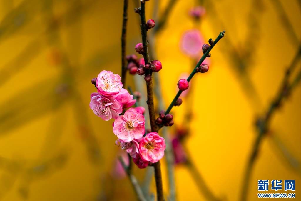 梅花与山茶花绽放昆明街头