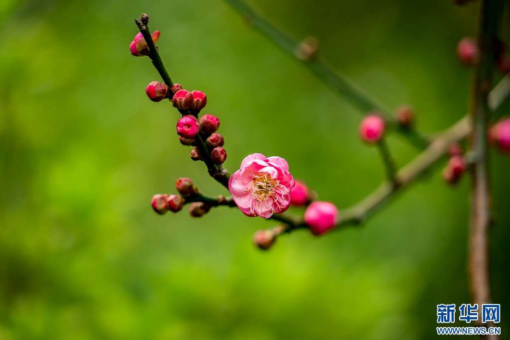 梅花与山茶花绽放昆明街头