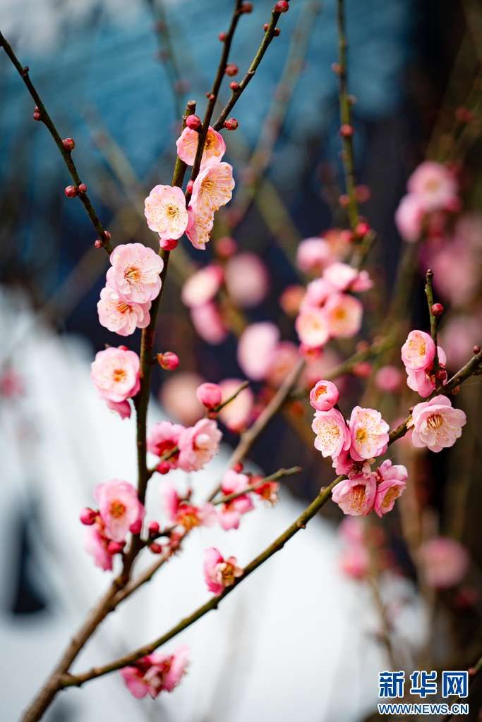 梅花与山茶花绽放昆明街头